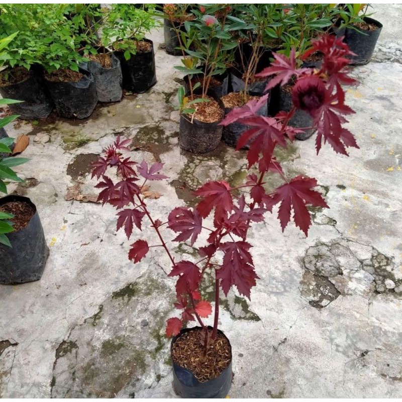 Bahan bonsai red panama red maple lokal