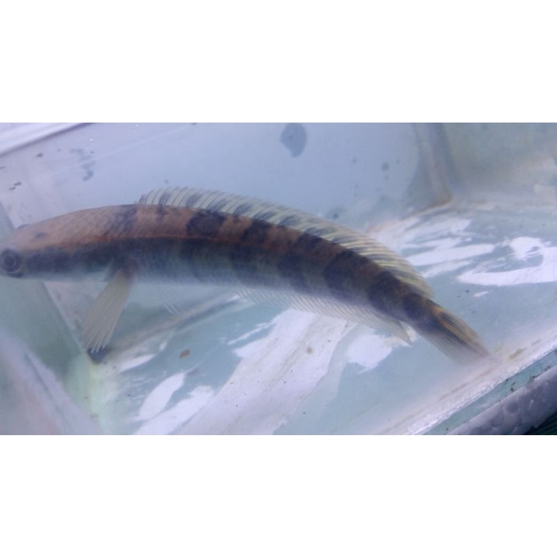 RED BARITO PROGRES SORTIRAN 11-15Cm FLASALE RAMADHAN