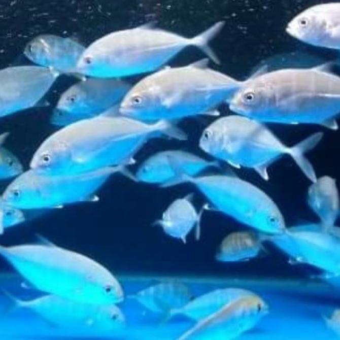 

Giant Travelly/ikan Kue GT freshwater