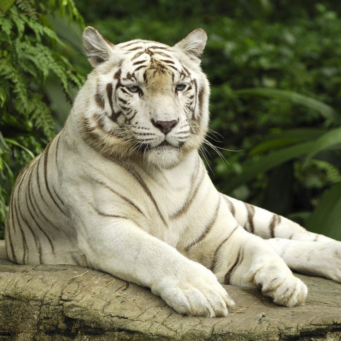 Repro digital Lukisan Gambar Macan Lion Harimau Kumbang Tutul Loreng