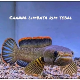 channa limbata rim tebal