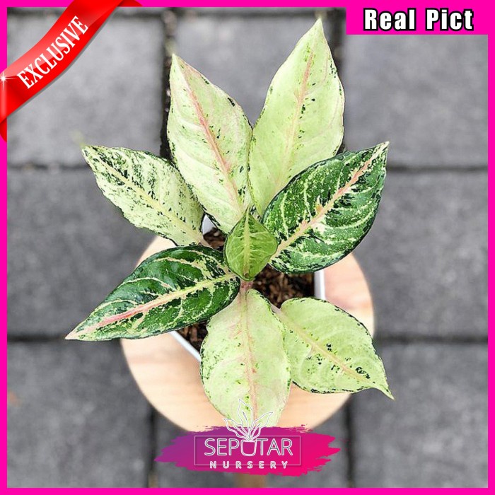 (BISA COD) Aglonema Frozen - Tanaman hias aglonema frozen