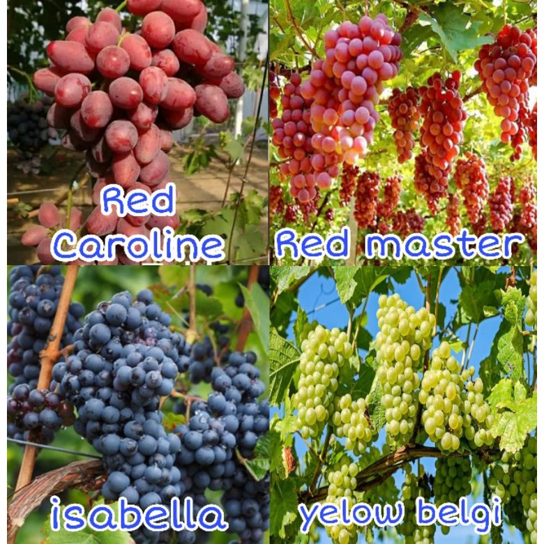 Bibit anggur 1 paket dapat 4 jenis bibit anggur