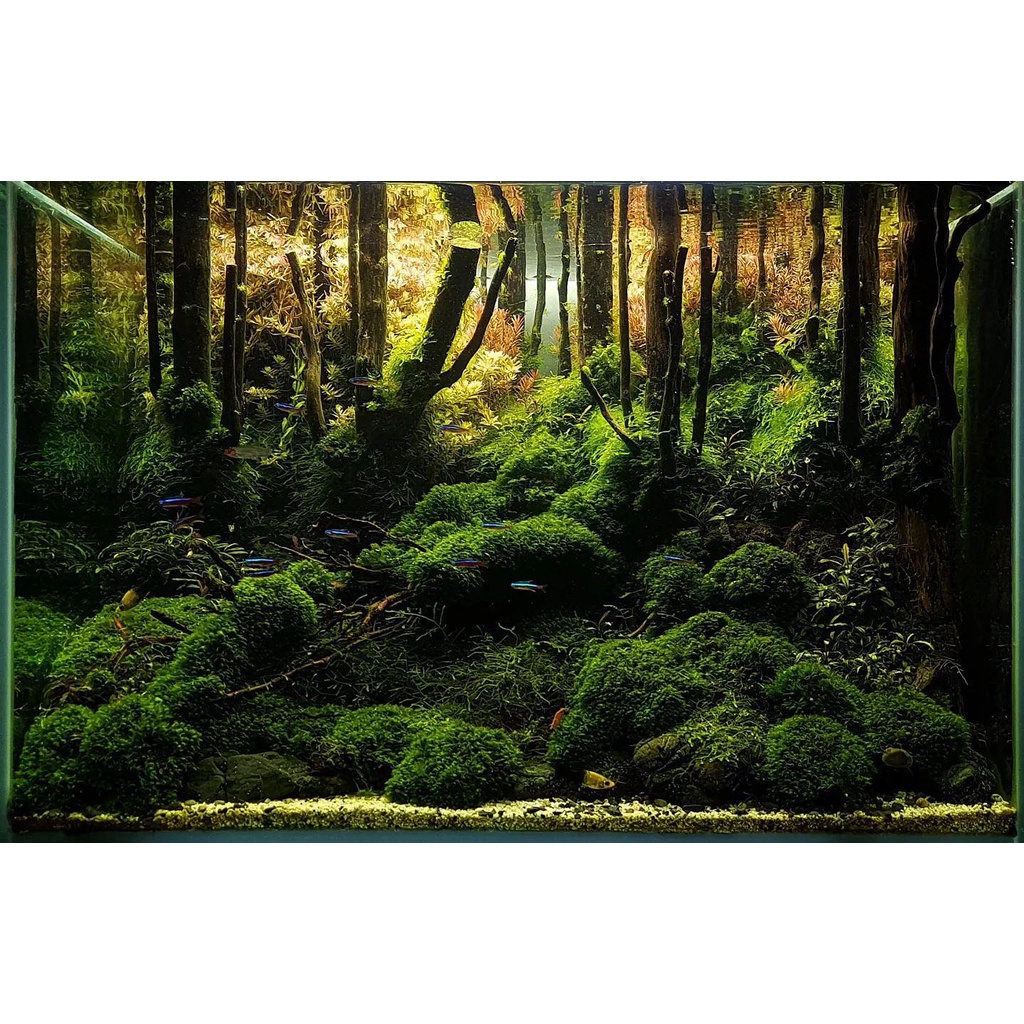 Nickz aquascape jungle style fullset 60cm