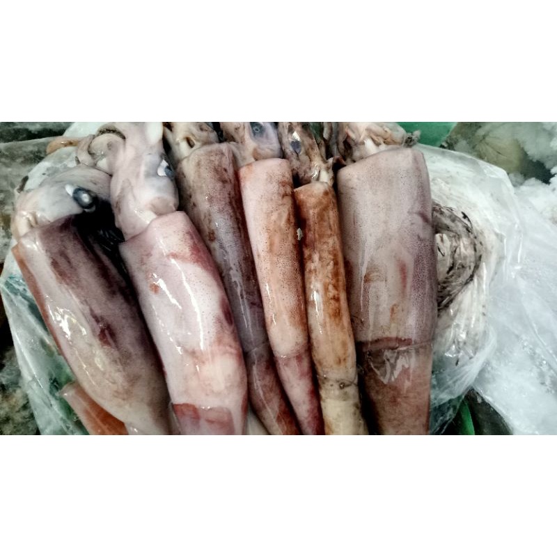 

cumi-cumi solar harga per kg