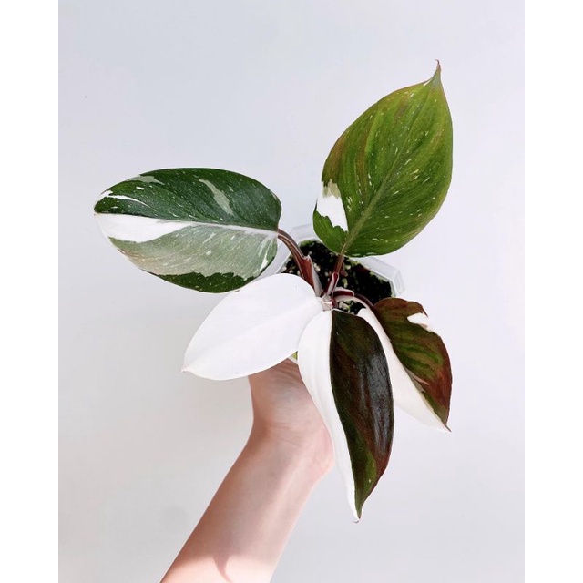 Tanaman hias Philodendron White Knight Mewah / Philo wait knit / pilo whit knigt / philodendron vari