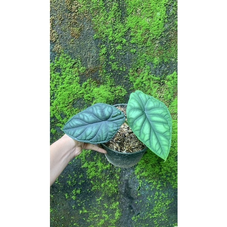 Alocasia Dragon scale Baginda