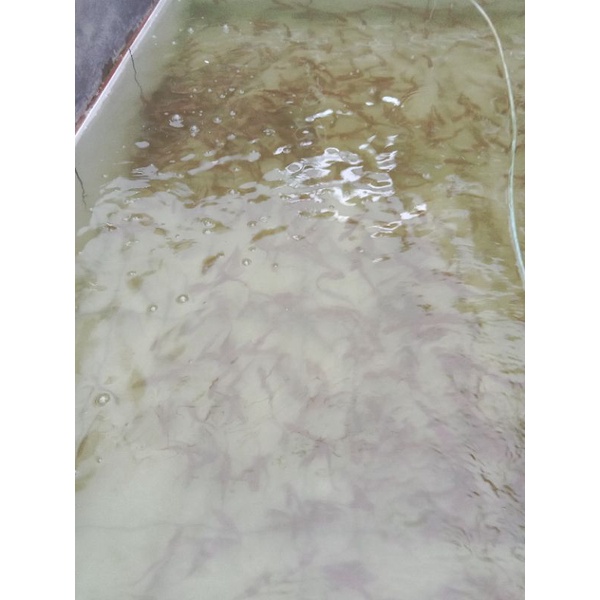 gabus toman 5cm