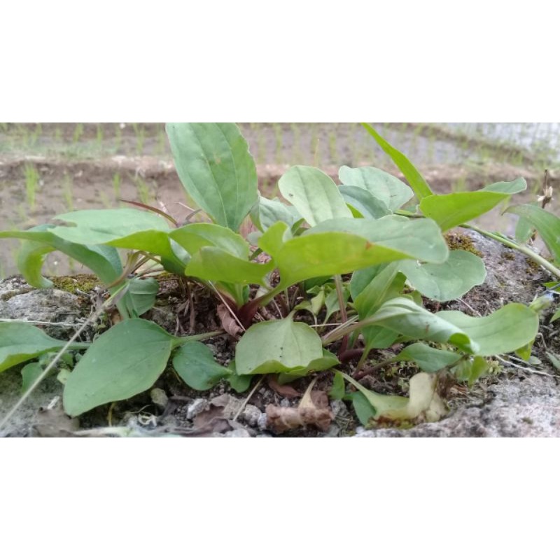 

Daun kiurat/ daun sendok segar