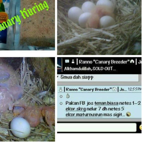 "for Breeding Lovebird" Pakan khusus ternak burung Lovebird