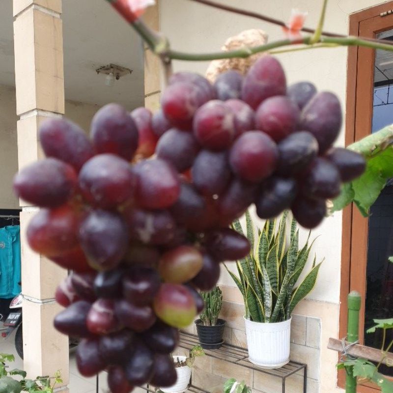 entress anggur import EMIR