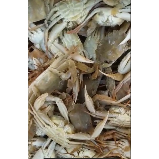 

baby crab 1kg termurah !!! (Frozen) seafood
