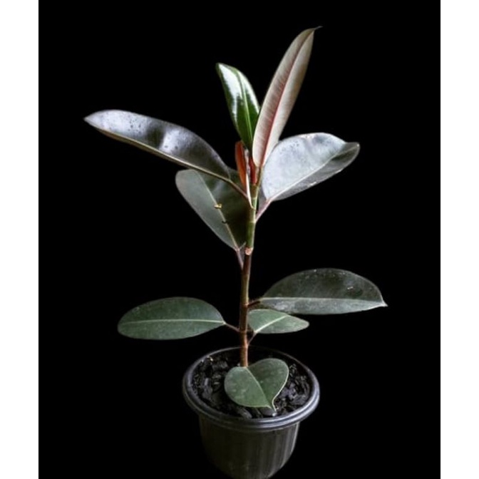 BIBIT POHON KARET KEBO KARET MERAH UNGGUL