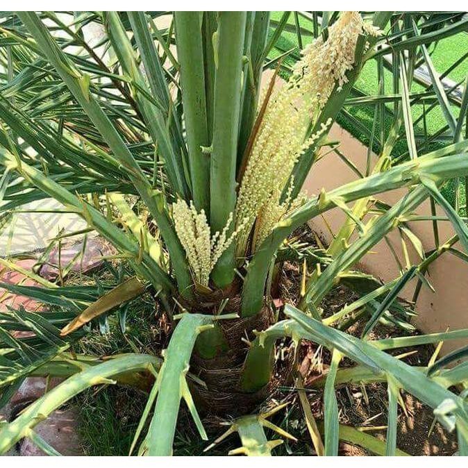 Terlaris Kw+ Bibit Kurma Kultur Jaringan / Pohon Kurma Asli GB13 valid