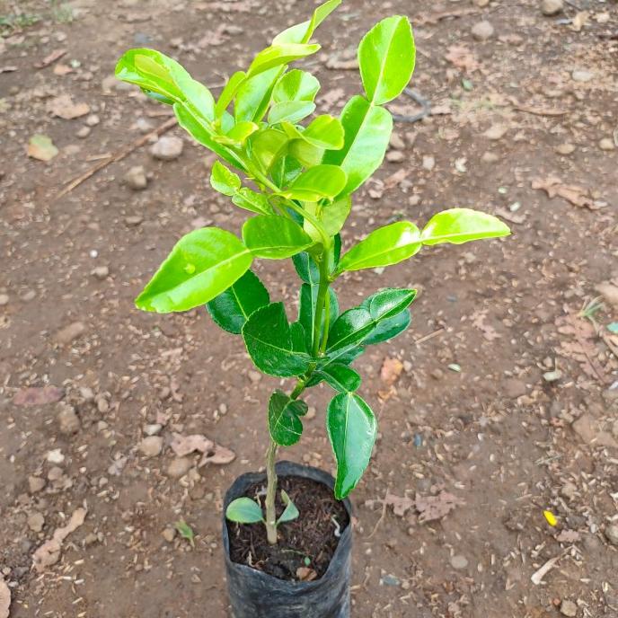 joss Bibit Pohon Buah Jeruk Purut - Tanaman Daun Jeruk Purut viral