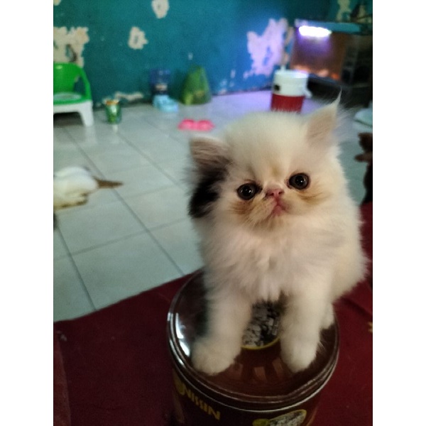 longhair peaknose line import