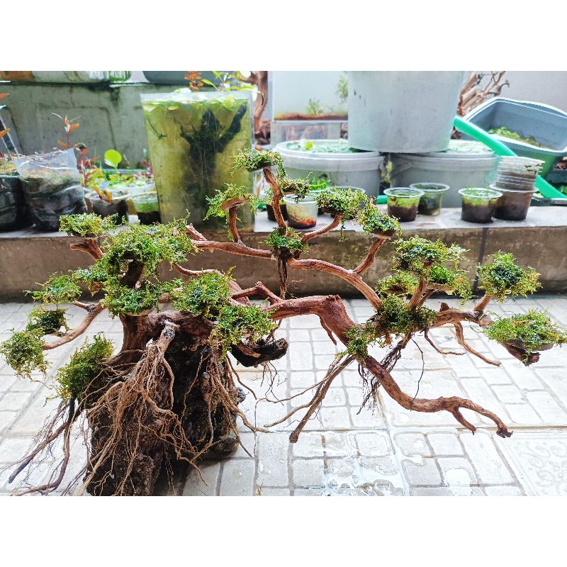 Jual Kayu bonsai rakitan hardscape aquarium aquascape gex 450 bisa