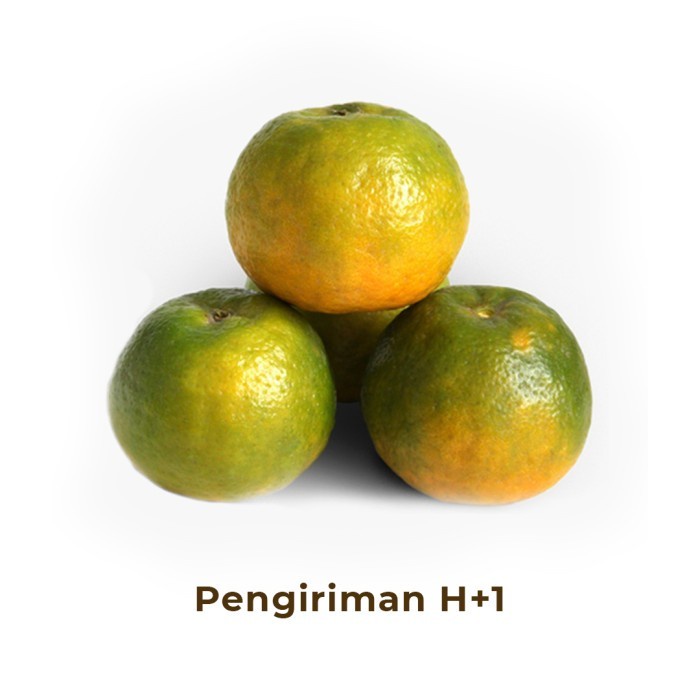 

Jeruk Keprok Segar Besar