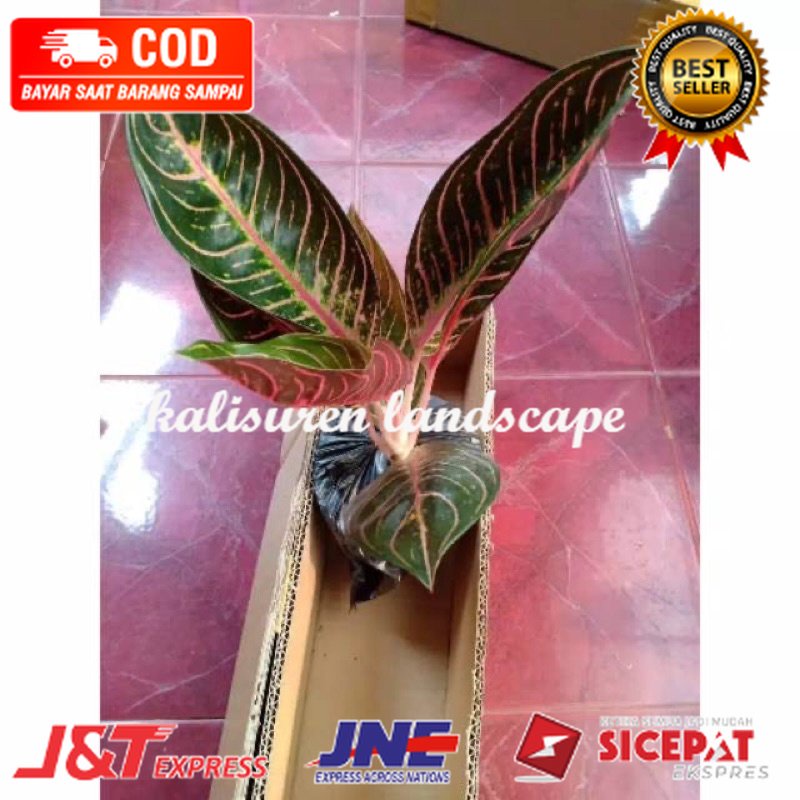 bibit anakan aglonema redsum 1/2 daun