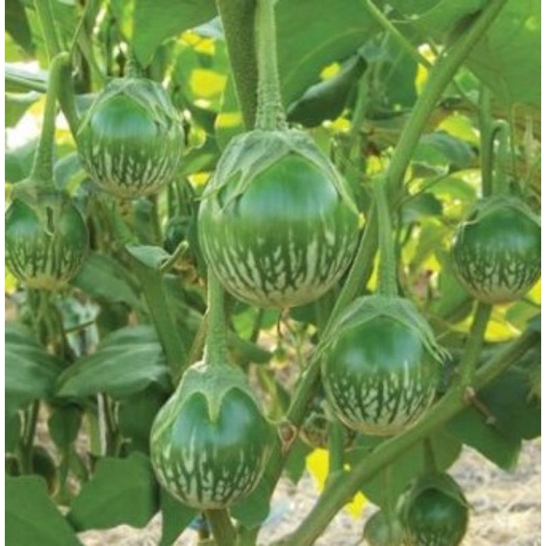 Benih TERONG LALAP PROVITA isi 150 biji / bibit terong / urban farming