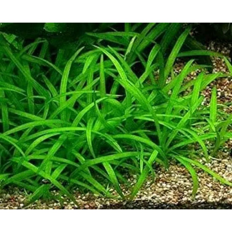 Tanaman Aquascape Sagitaria Subulata