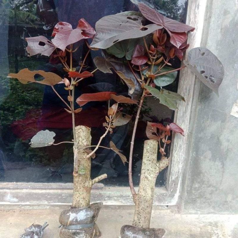 Waru merah super red jumbo