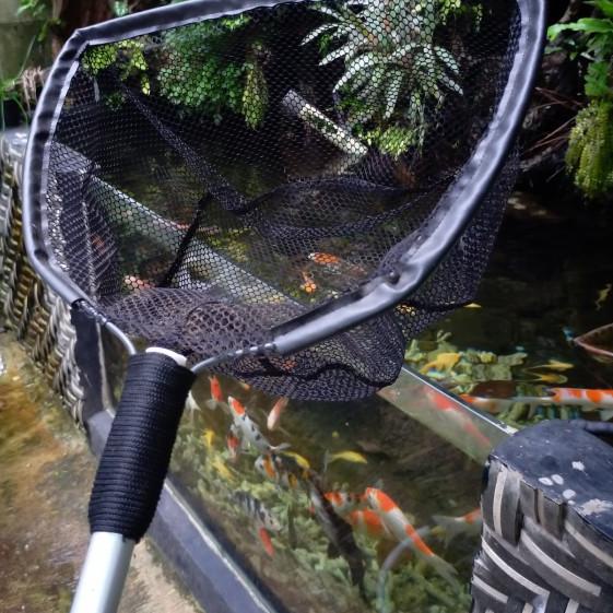 seser ikan koi besar serokan ikan besar kolam - M