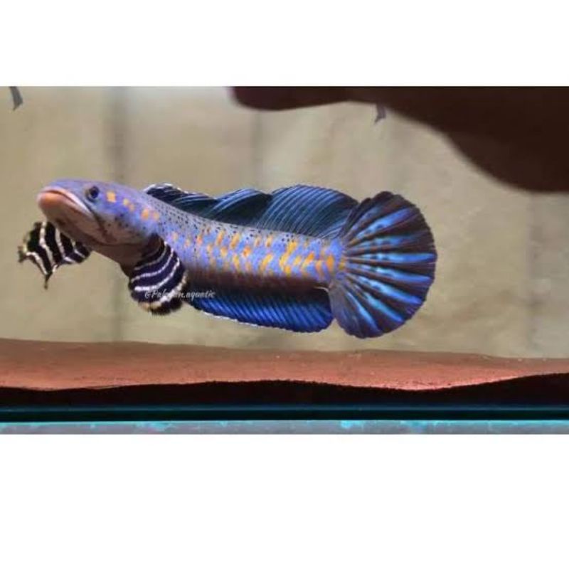 

ikan chana blue pulcra 8 9 10 cm gondrong