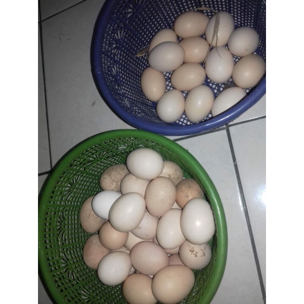 Telur ayam cemani  untuk ditetaskan, minat anakan silahkan japri