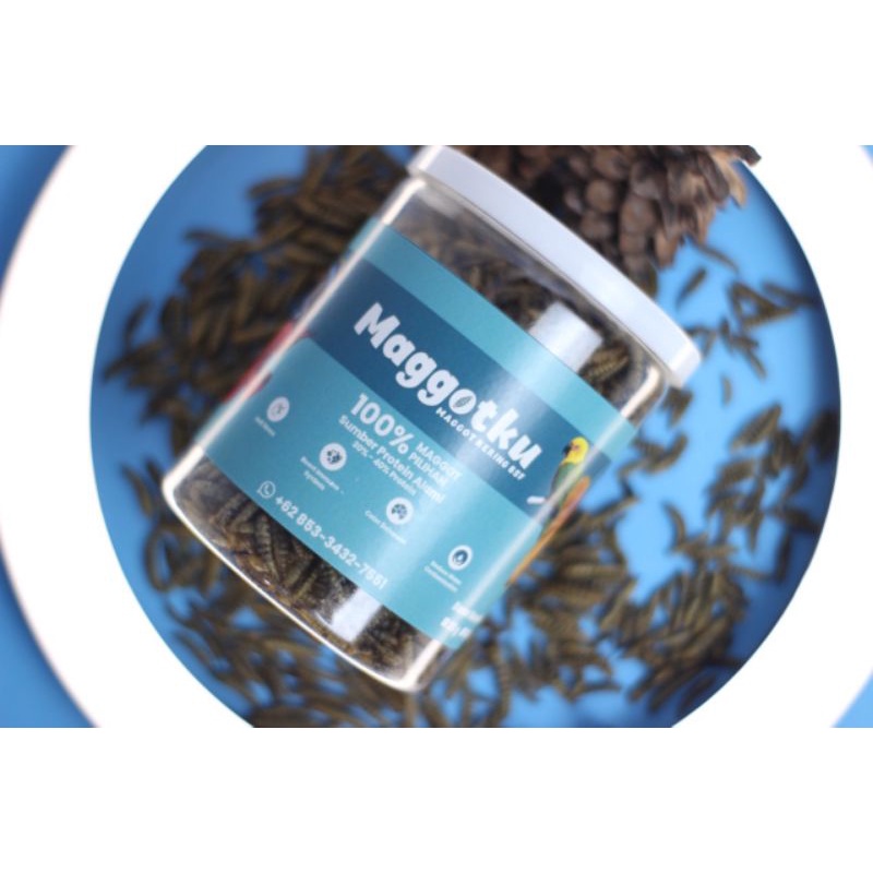 Dry Maggot / Maggot kering