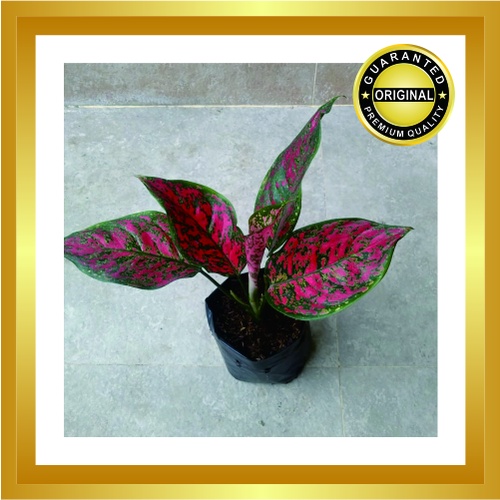 Aglonema Red Venus - Aglonema Venus