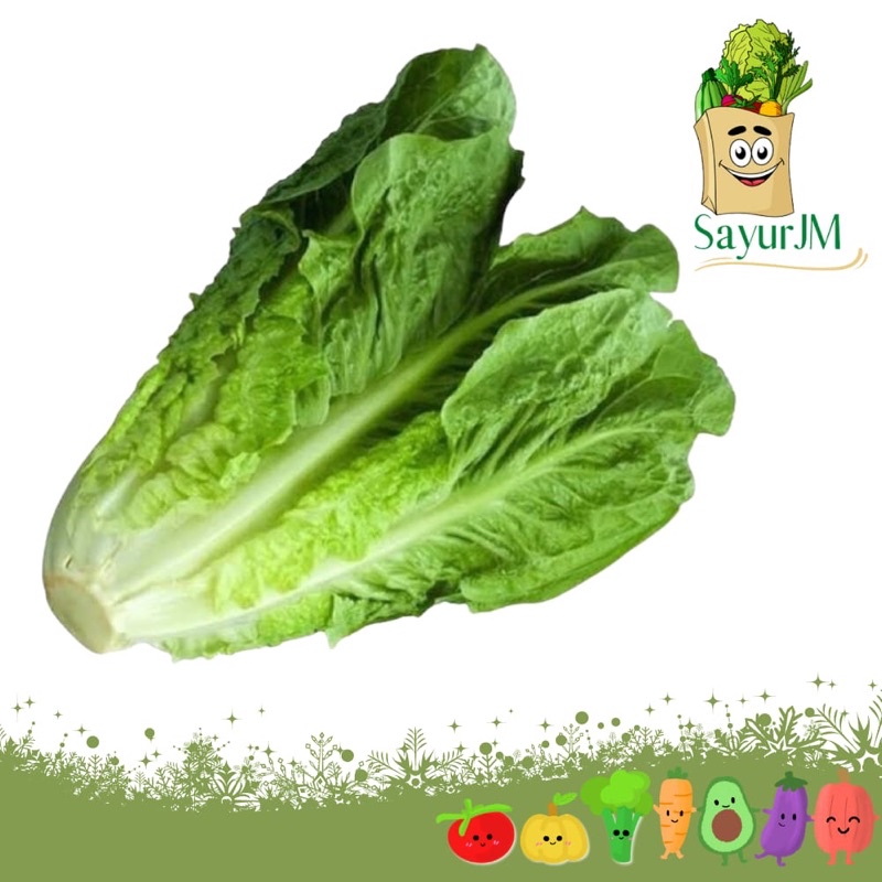 

SayurJM - Sayur Lettuce Romain Per Pcs 150-300gr / Lettuce Romaine / Sayur Segar