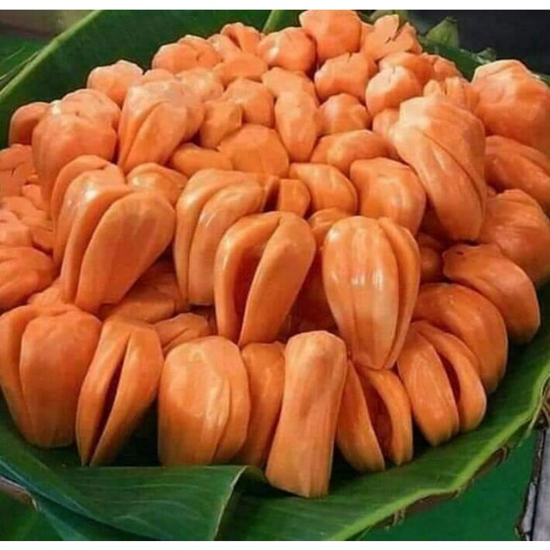 

Bibit Nangka Merah Asli Okulasi Cepat Berbuah