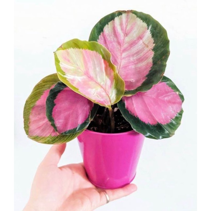 Calathea pink rossy