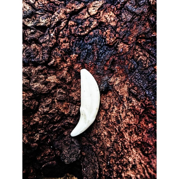 Taring Asli / Liontin / Gigi Anjing / Kalung