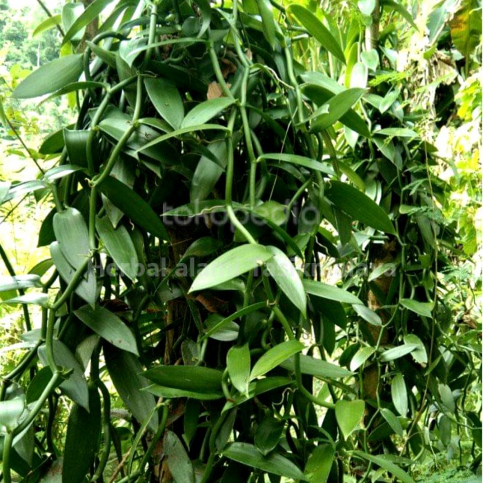 

new BIBIT VANILI PLANIFOLIA 50 METER