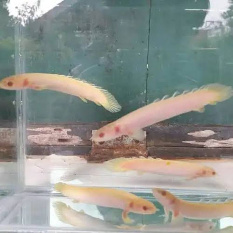 Palmas albino