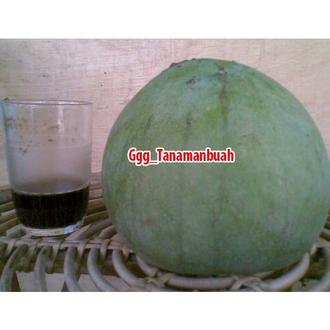 Bibit Mangga Kelapa Okulasi Super Manis