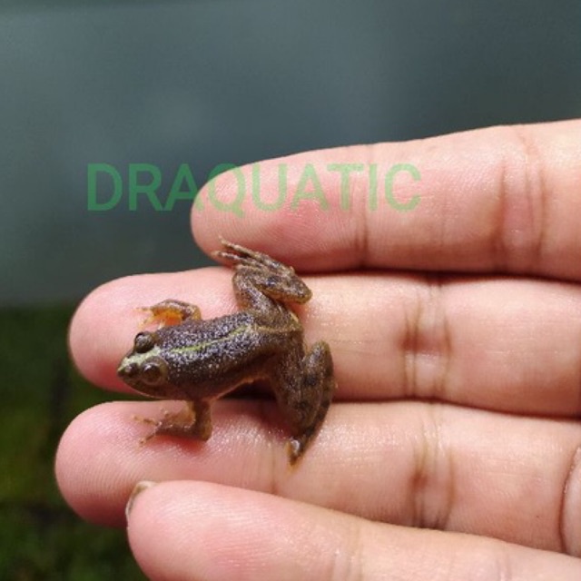 kodok air  pakan ikan predator arwana channa