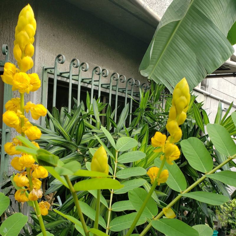 Tanaman Herbal ketepeng cina / Ketapang cina / kaskado / daun Kupang / daun kurap / ketepeng kebo / 