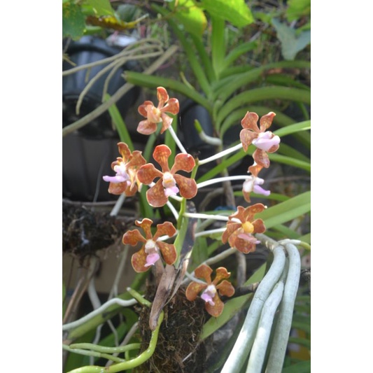 Vanda Limbata