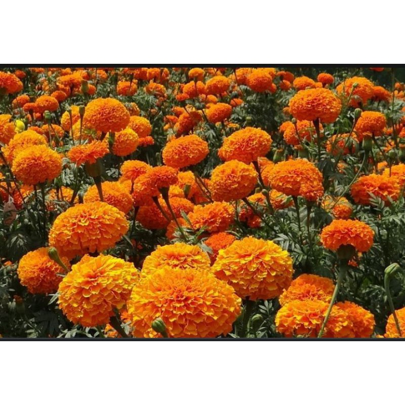

BIBIT BUNGA MERIGOLD SERIBUAN, BUNGA MERYGOLD, BUNGA ORANGE ,BUNGA KOREA