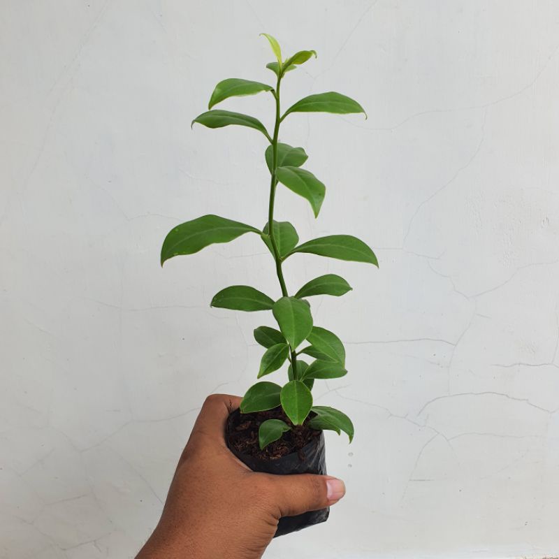 Bunga pareskia aculeata daun hijau