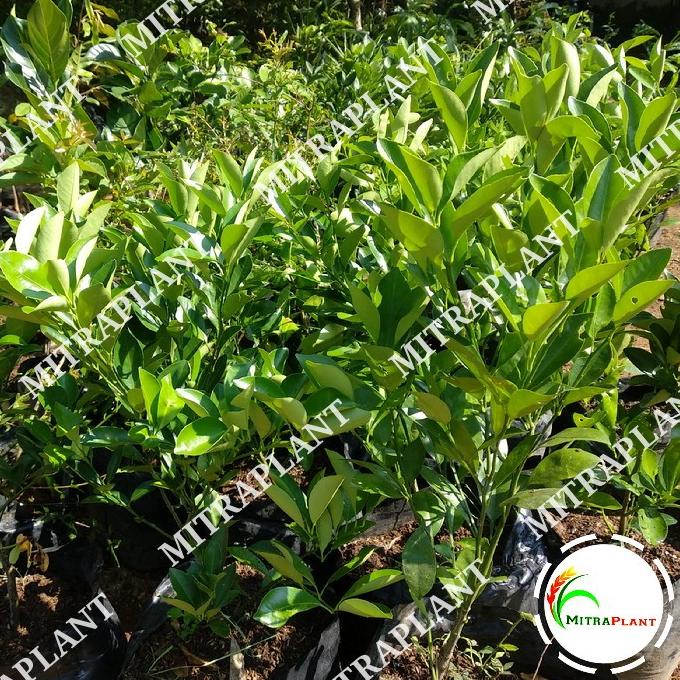 joss Bibit Pohon Jeruk Santang Madu - Tanaman Buah Jeruk Santang Madu Manis viral