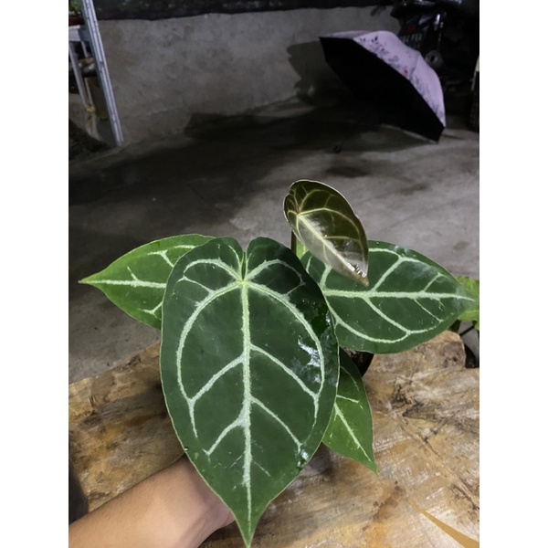 anthurium magnificum hybrid