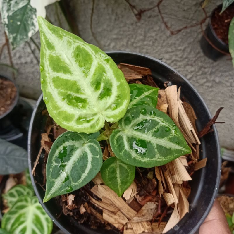 anthurium silver Tiger