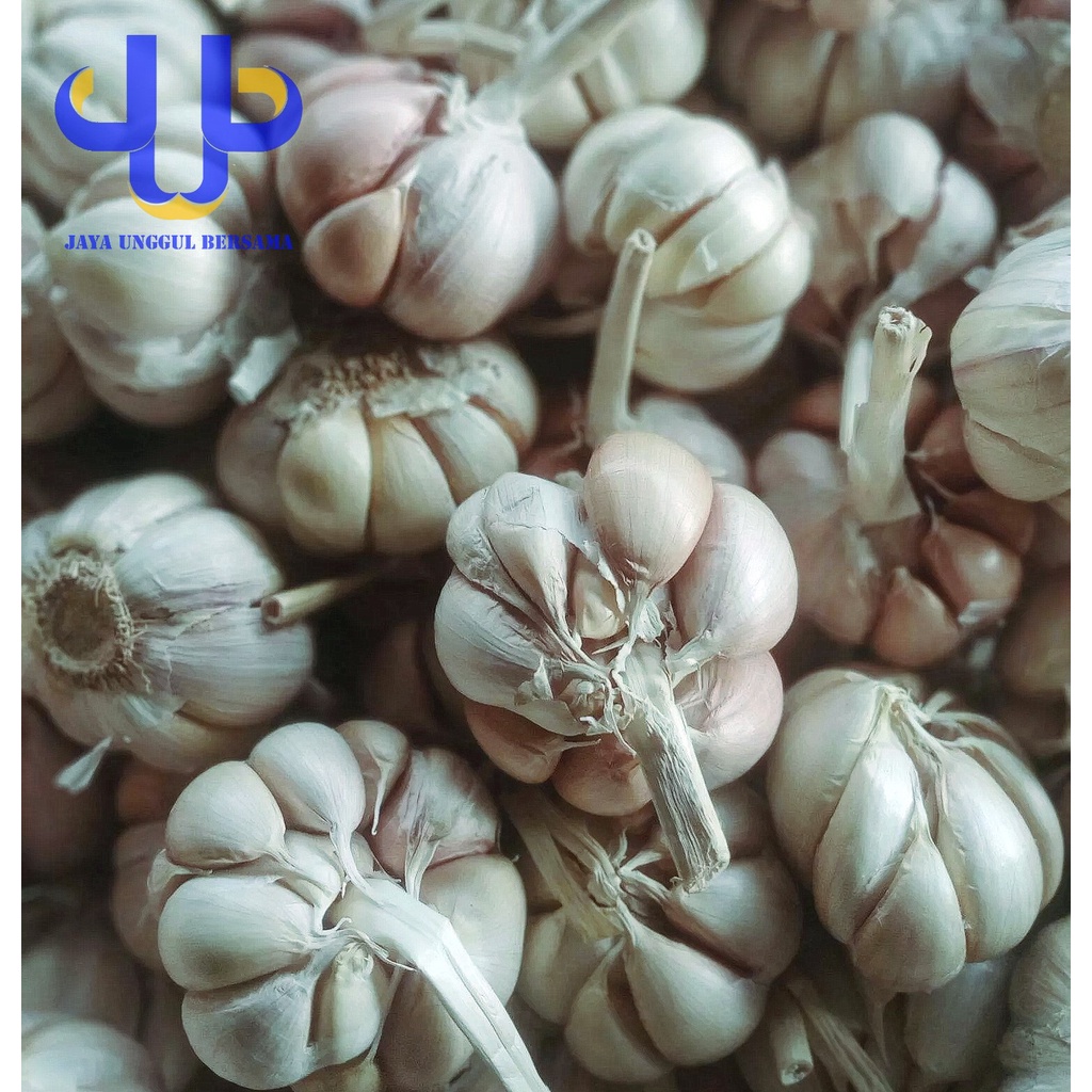 

Bawang Putih Biasa Kotor/Bawang Putih Honan Kotor 250 GR