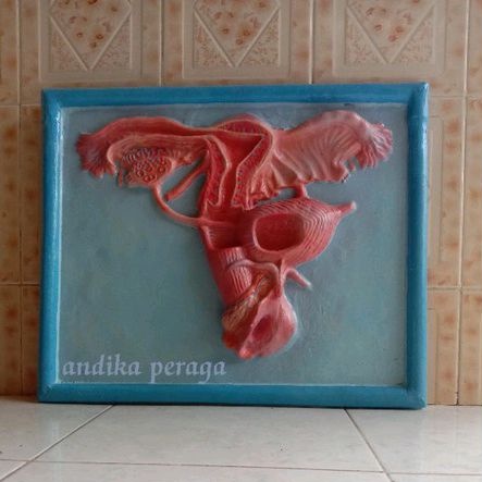 

alat peraga pendidikan penampang reproduksi kelamin wanita