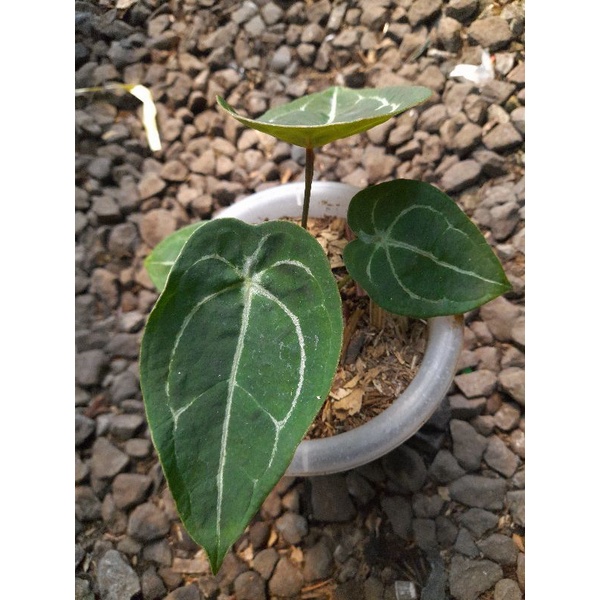 Tanaman hias anthurium forgetii x ace of spades