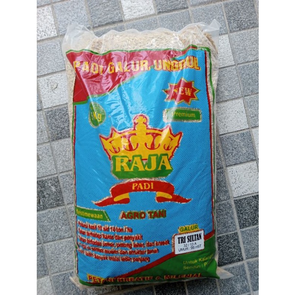 BENIH PADI TRI SULTAN 05